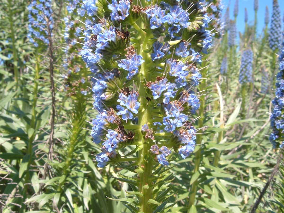 Echium candicans (= Echium fastuosum)